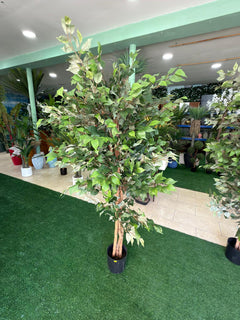 Ficus artificiale 220 cm — vista frontale in showroom