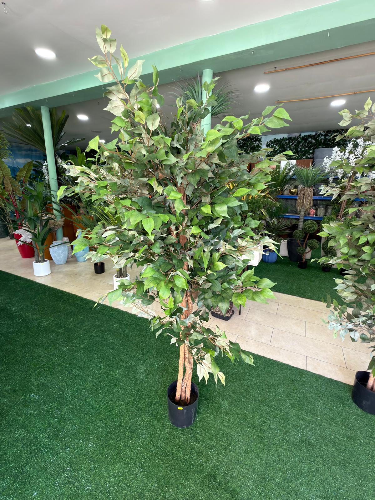 Ficus artificiale 220 cm — vista frontale in showroom
