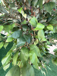 Ficus artificiale 220 cm — dettaglio fogliame verde brillante