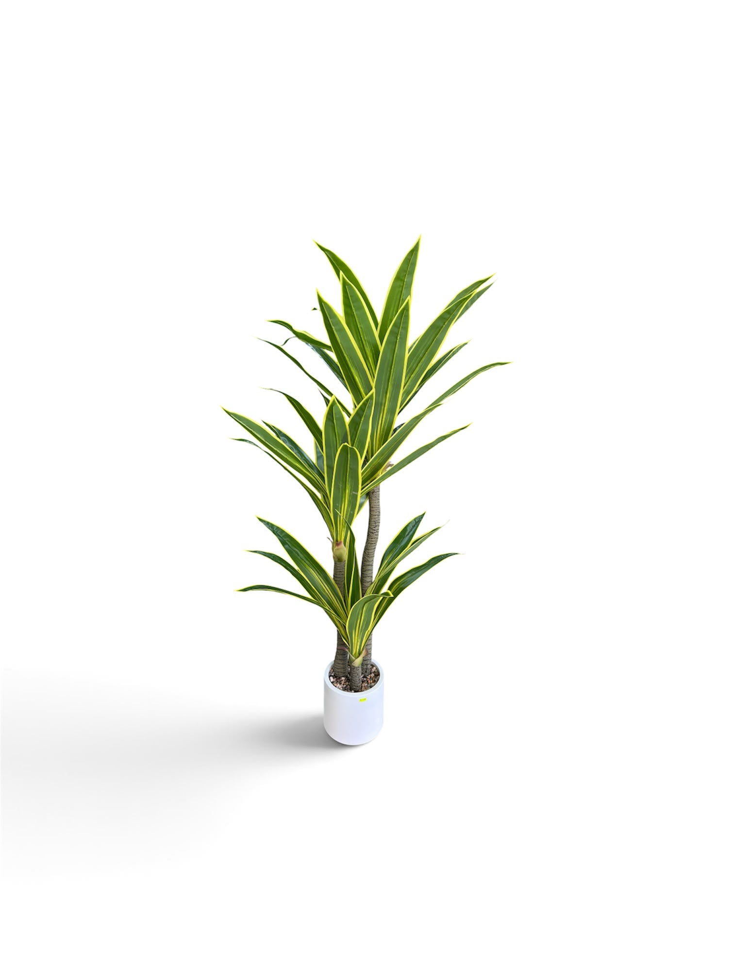 Dracena Variegata Artificiale 160 cm