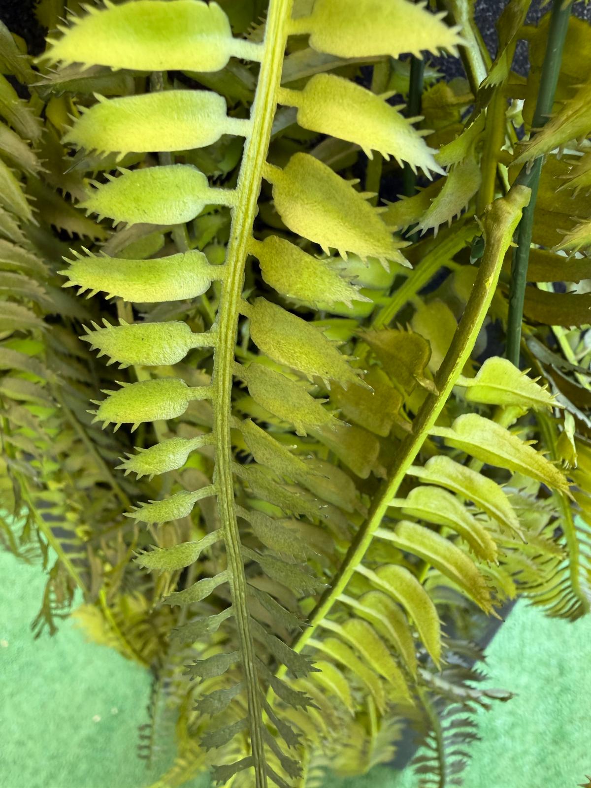Felce Cadente Decorativa – Pianta Artificiale per Vasi e Composizioni