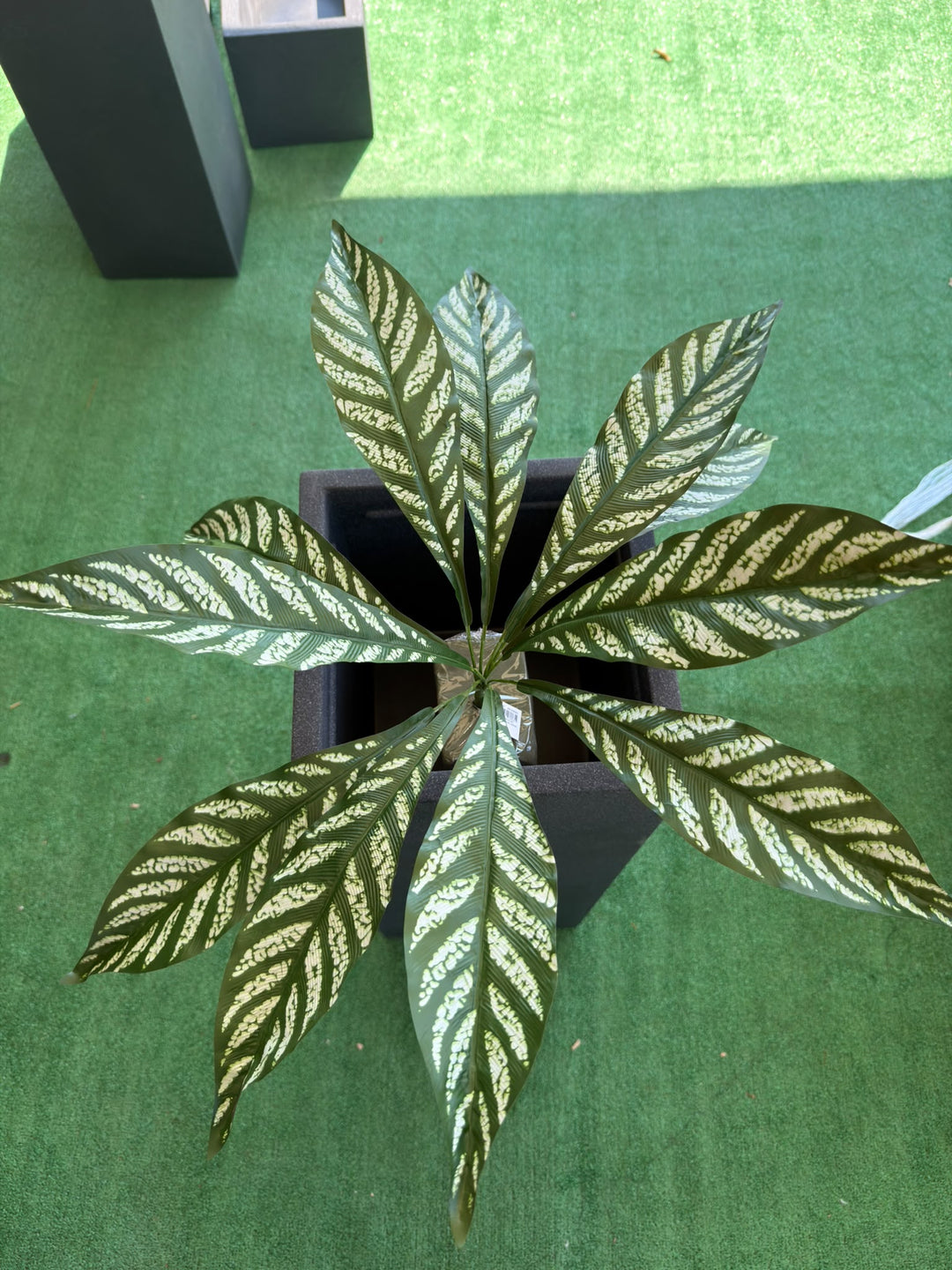 Calatea Decorativa Ø60 cm – Pianta Artificiale per Vasi e Composizioni