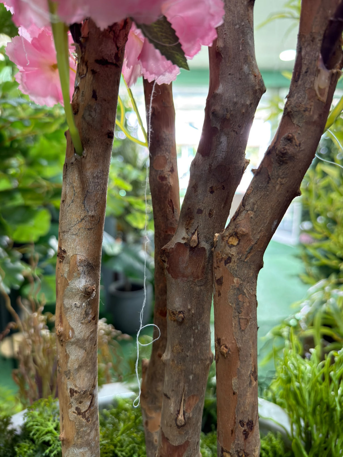 Dettaglio dei fiori bianchi del ciliegio artificiale