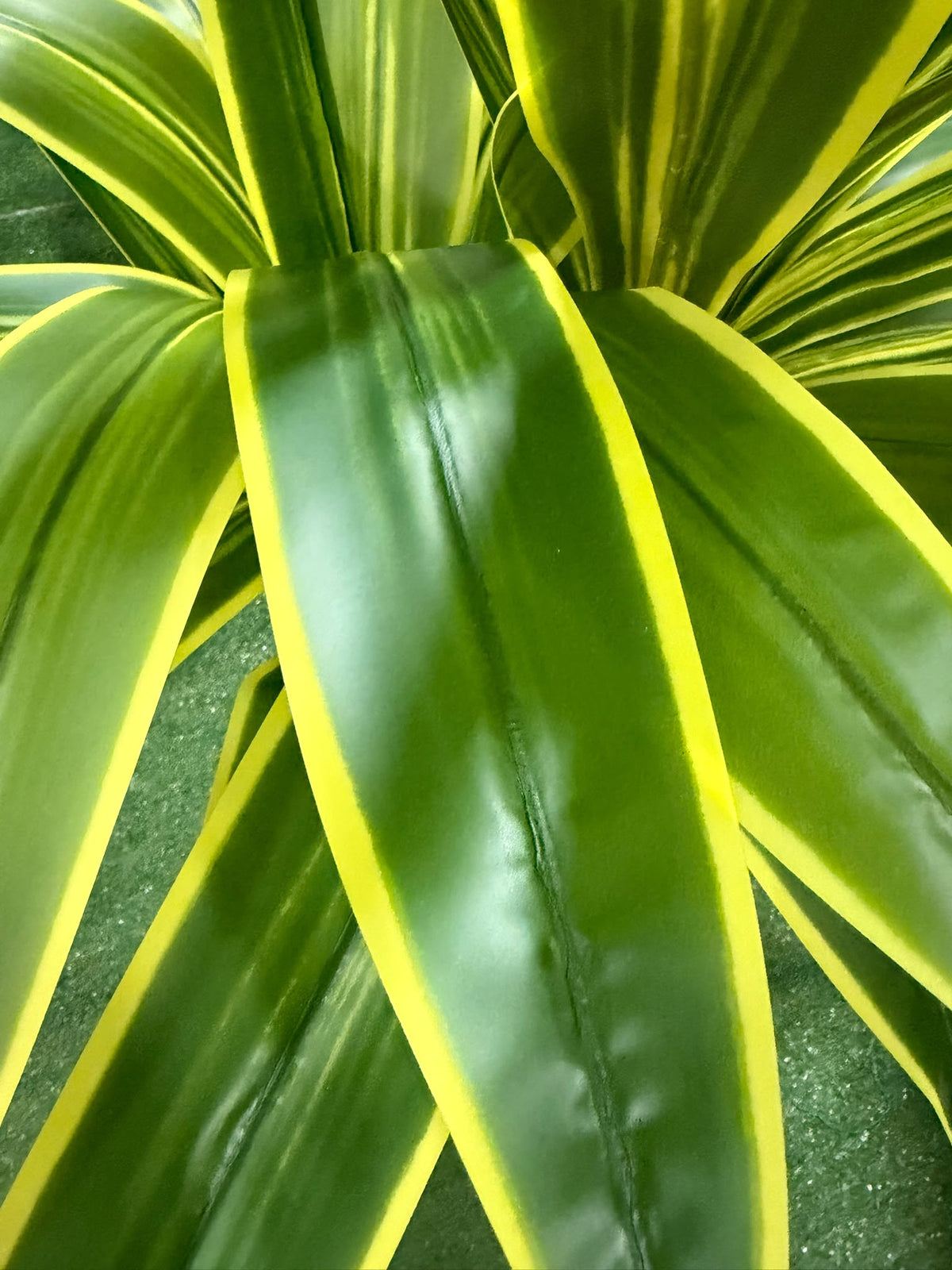 Dracena artificiale variegata 135 cm per casa e ufficio