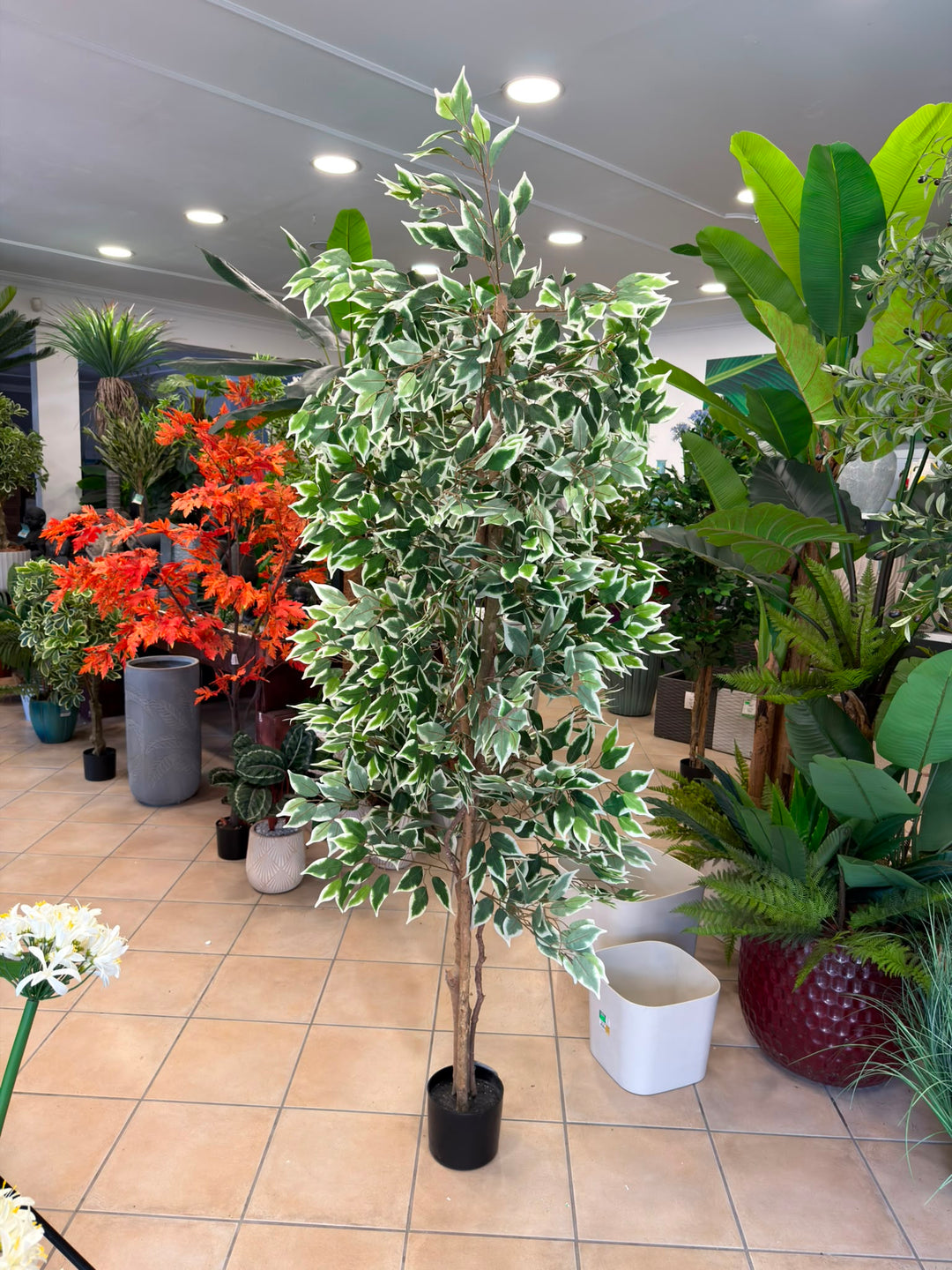Ficus Benjamina Variegato artificiale - dettaglio tronco in legno naturale