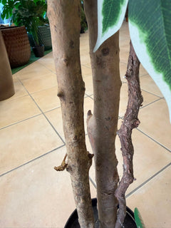 Ficus Benjamina Variegato artificiale 210 cm - vista completa