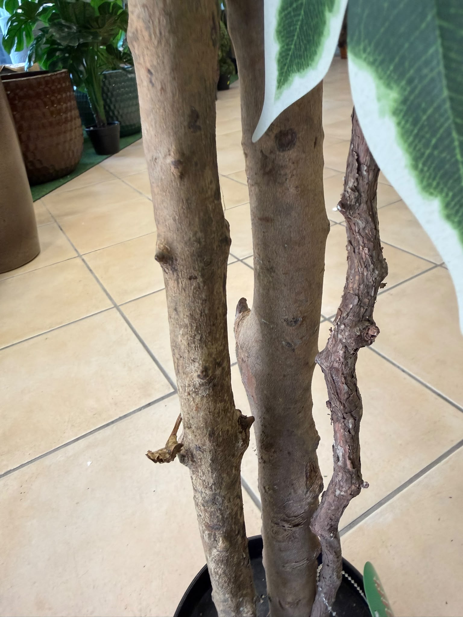 Ficus Benjamina Variegato artificiale 210 cm - vista completa