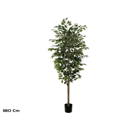 Ficus Artificiale