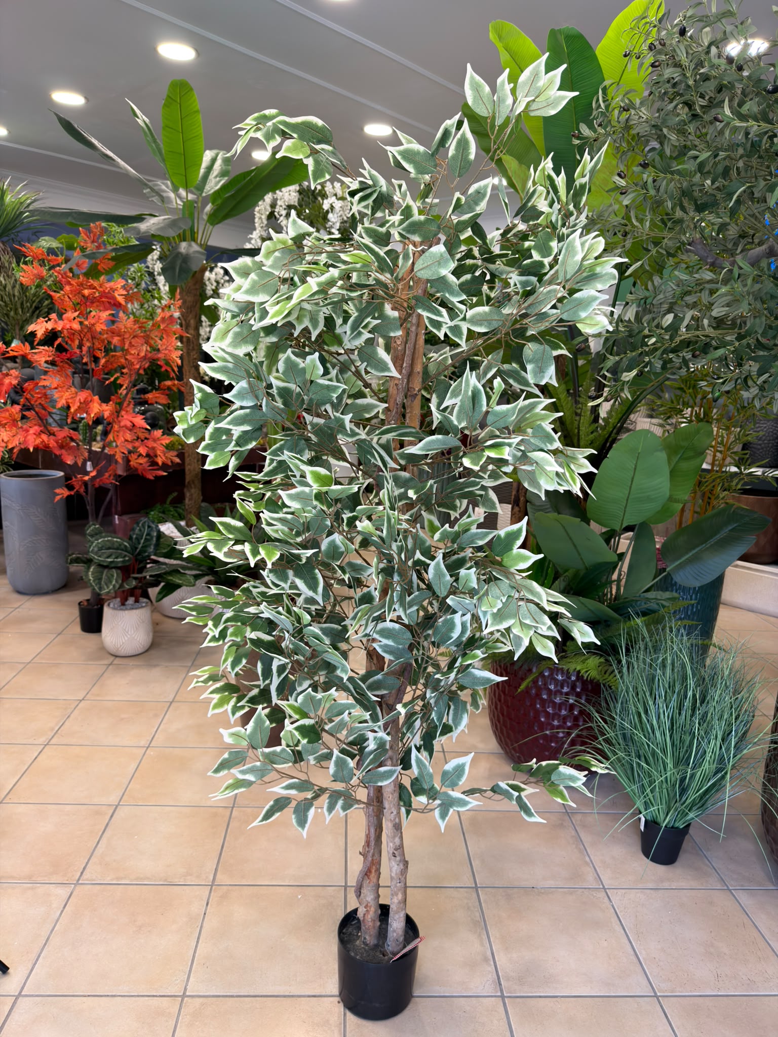 Ficus Benjamina Variegato Artificiale 180 cm