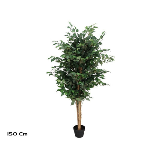 Ficus Artificiale