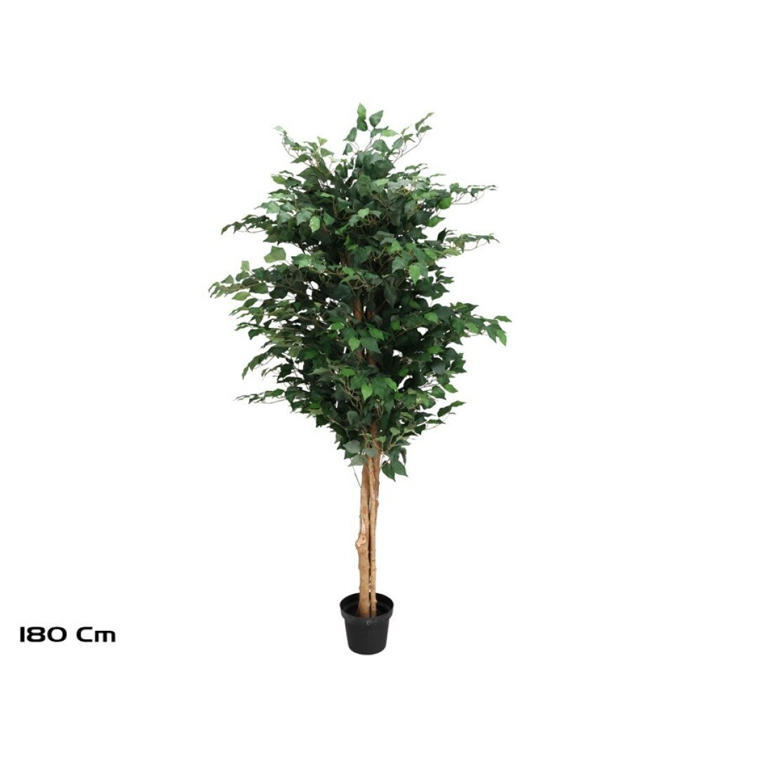 Ficus Artificiale