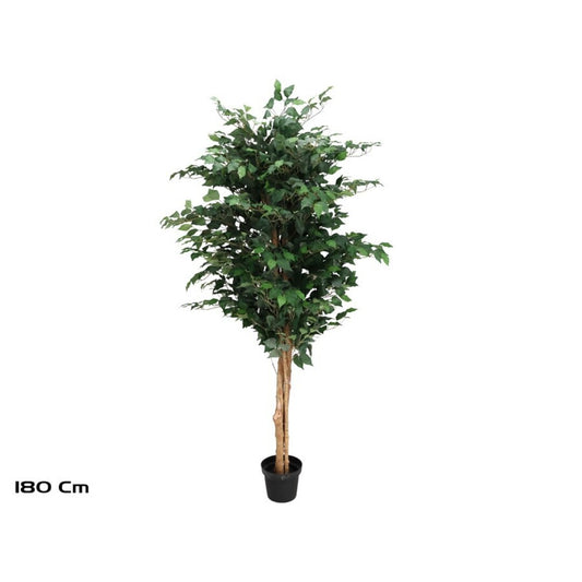Ficus Artificiale