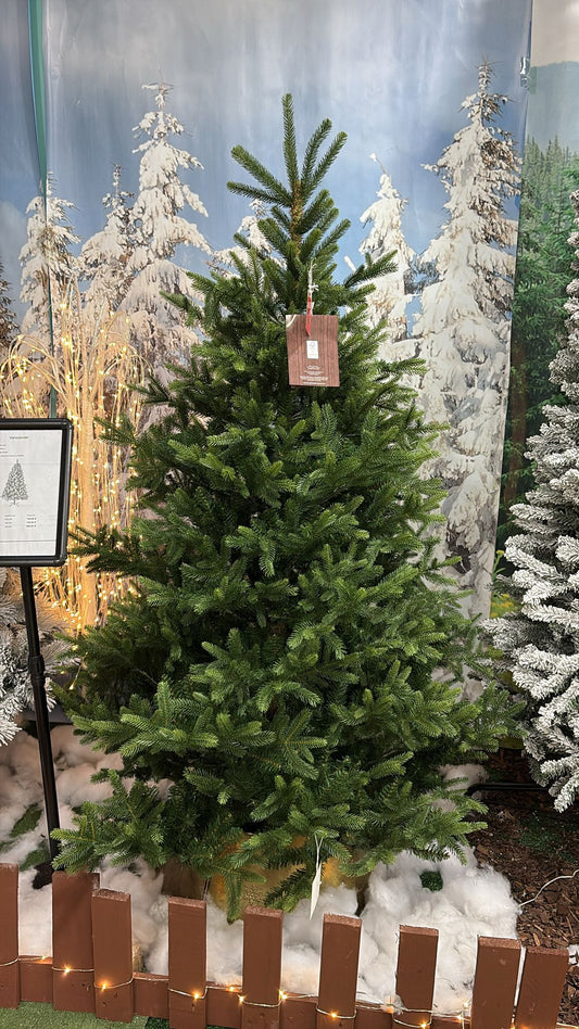 Albero di Natale Nordmann Fir 180 cm Ø130 cm (cod. 684306) – Everlands
